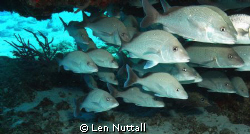 not sure what they are but lots of them in  one place...F... by Len Nuttall 